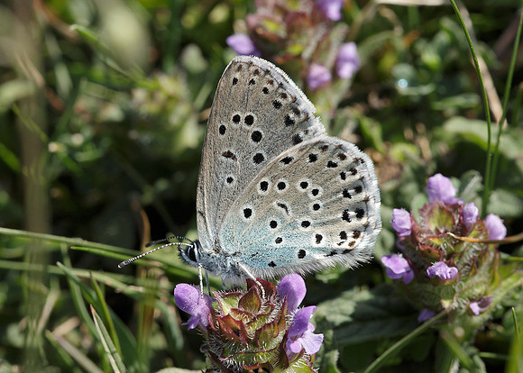 Large Blue Maculinea arion