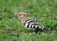 Hoopoe Upupa epops