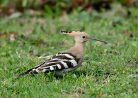Hoopoe Upupa epops