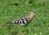 Hoopoe Upupa epops