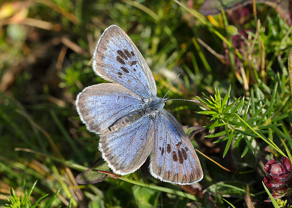 Large Blue Maculinea arion