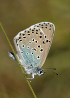 Large Blue Maculinea arion