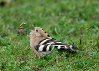 Hoopoe Upupa epops