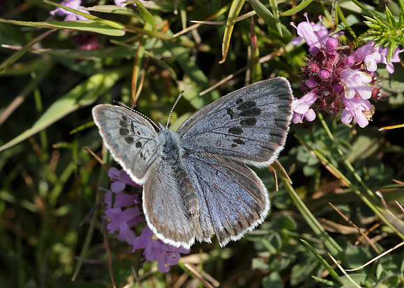 Large Blue Maculinea arion