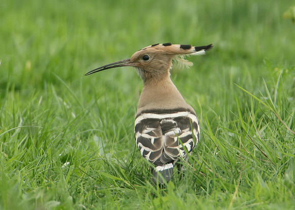 Hoopoe Upupa epops