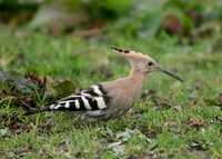 Hoopoe Upupa epops