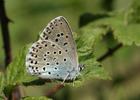 Large Blue Maculinea arion