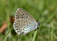 Large Blue Maculinea arion