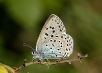 Large Blue Maculinea arion