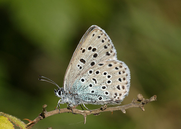 Large Blue Maculinea arion