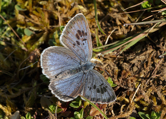 Large Blue Maculinea arion