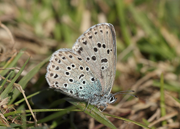 Large Blue Maculinea arion