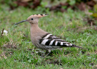Hoopoe Upupa epops