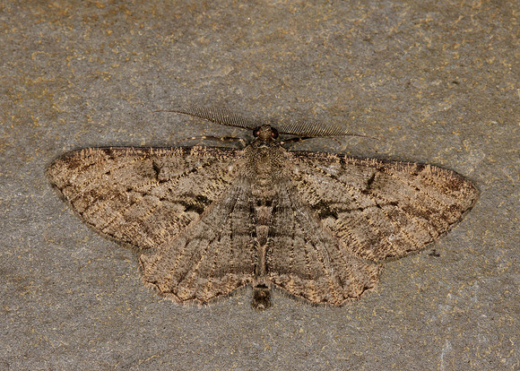 70.258 BF1937 Willow Beauty Peribatodes rhomboidaria