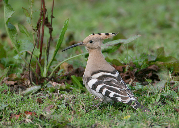Hoopoe Upupa epops