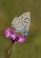 Large Blue Maculinea arion