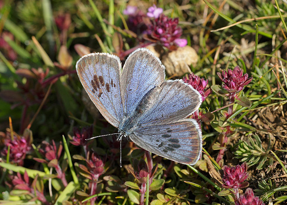 Large Blue Maculinea arion