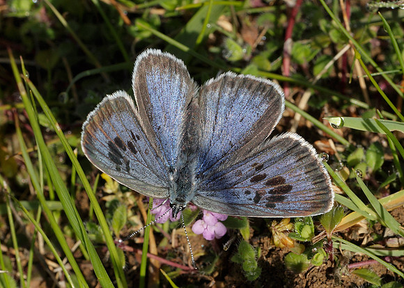 Large Blue Maculinea arion