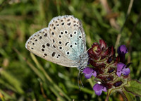 Large Blue Maculinea arion