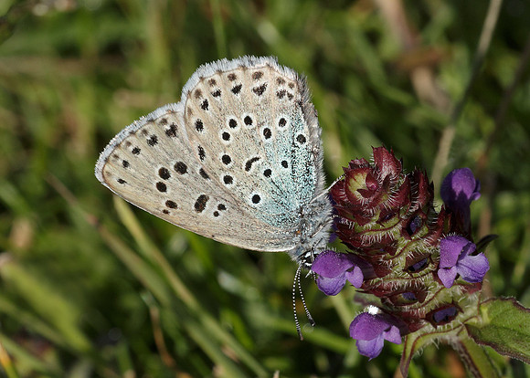 Large Blue Maculinea arion