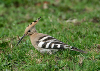 Hoopoe Upupa epops