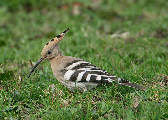 Hoopoe Upupa epops