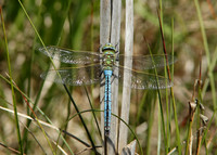 Emperor Dragonfly Anax imperator