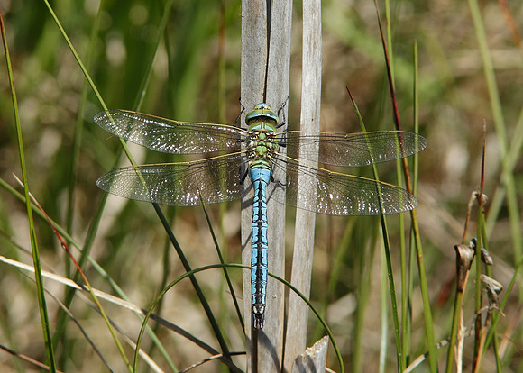 Emperor Dragonfly Anax imperator