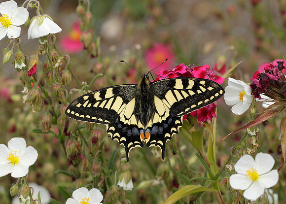 Swallowtail Papilio machaon