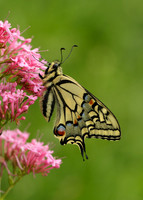 Swallowtail Papilio machaon