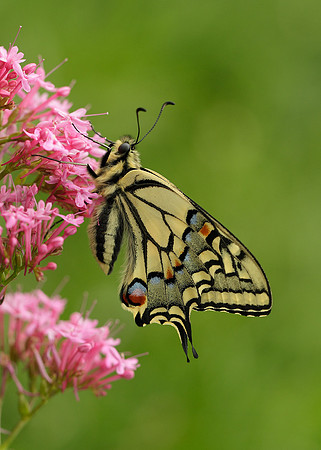 Swallowtail Papilio machaon