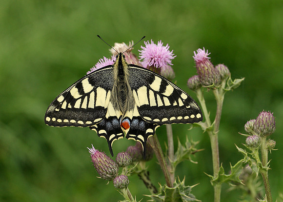 Swallowtail Papilio machaon