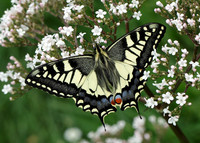 Swallowtail Papilio machaon
