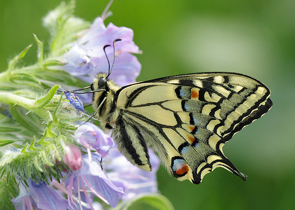 Swallowtail Papilio machaon