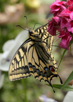 Swallowtail Papilio machaon