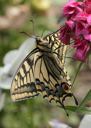 Swallowtail Papilio machaon