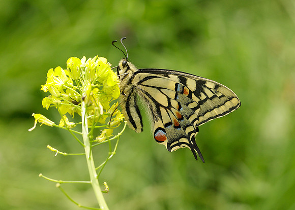 Swallowtail Papilio machaon