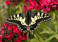 Swallowtail Papilio machaon