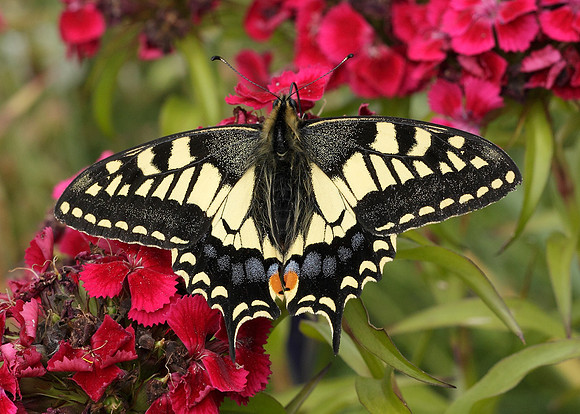 Swallowtail Papilio machaon
