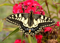Swallowtail Papilio machaon
