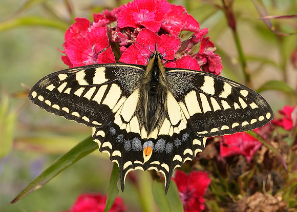 Swallowtail Papilio machaon