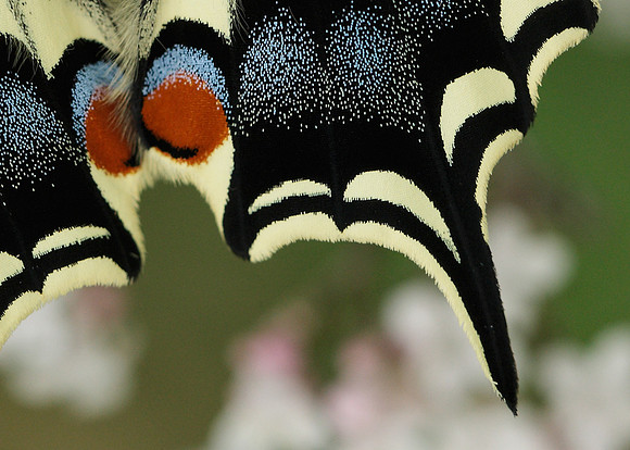 Swallowtail Papilio machaon