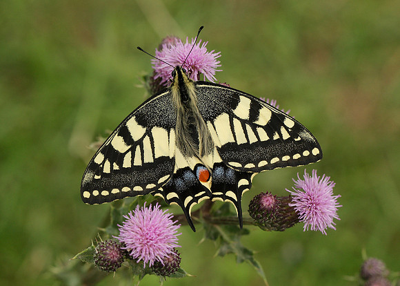 Swallowtail Papilio machaon