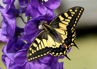 Swallowtail Papilio machaon