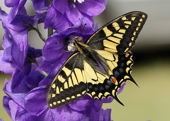 Swallowtail Papilio machaon
