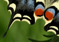 Swallowtail Papilio machaon