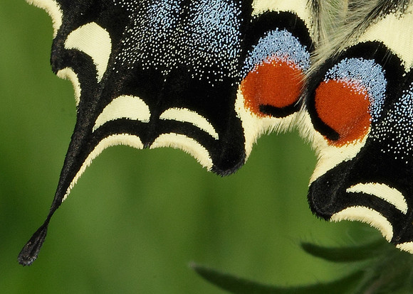 Swallowtail Papilio machaon