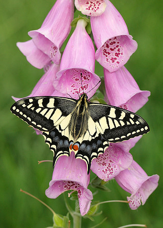 Swallowtail Papilio machaon