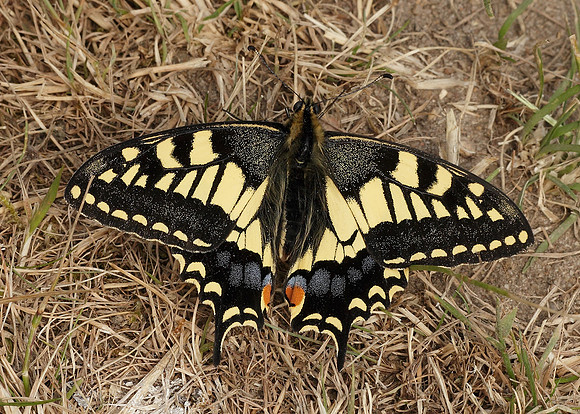 Swallowtail Papilio machaon