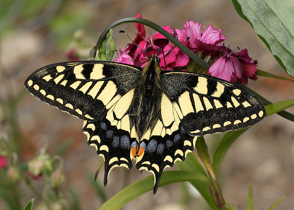Swallowtail Papilio machaon